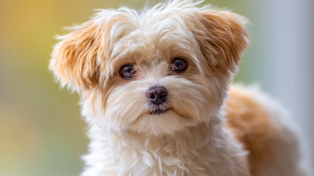 Dog skin tag: causes, treatment, removal & prevention guide