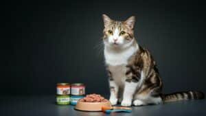 How Much Wet Food to Feed a Cat Daily? Vet-Approved Guide - Cat eating wet food with portion chart showing how much wet food to feed daily for healthy adult and kitten cats.